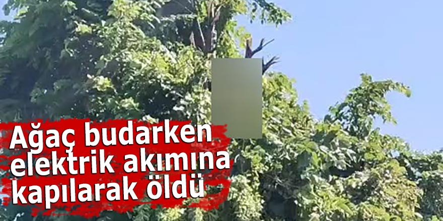 Ağaç budarken elektrik akımına kapılarak öldü