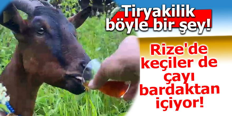 Rize'de keçiler de çayı bardaktan içiyor!