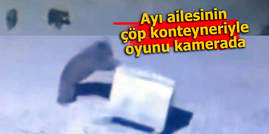 Ayı ailesinin çöp konteyneri ile oyunu