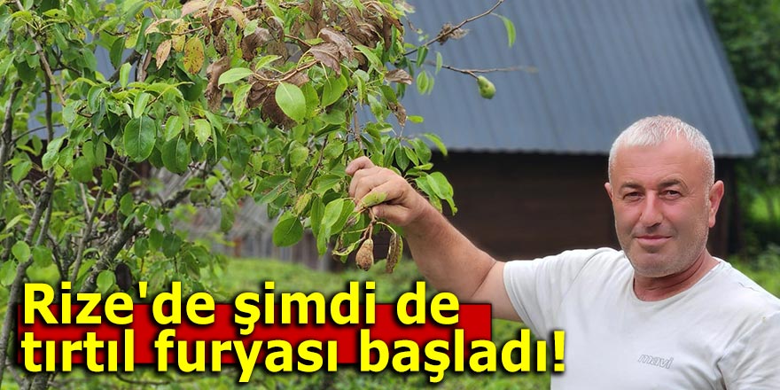 Rize'de şimdi de tırtıl furyası başladı!