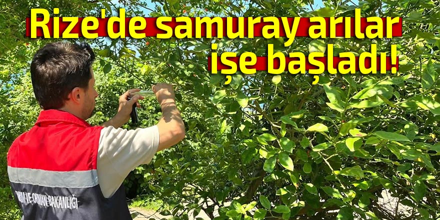 Rize'de samuray arılar işe başladı!