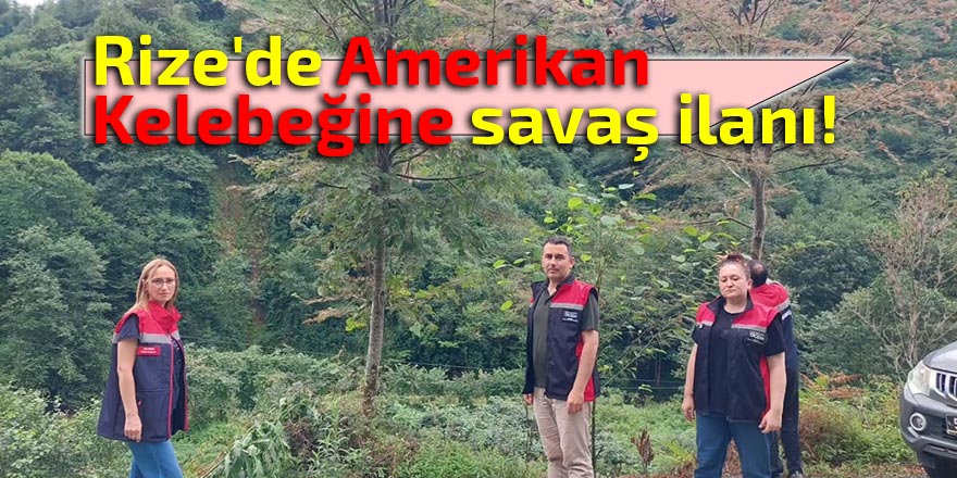 Rize'de Amerikan Kelebeğine savaş ilanı!