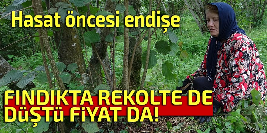 FINDIKTA HEM REKOLTE DÜŞTÜ HEM FİYAT!