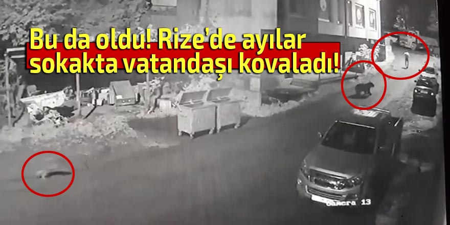 Bu da oldu! Ayı sokakta vatandaşı kovaladı!