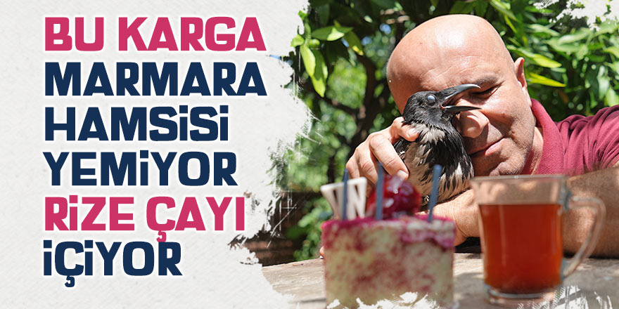 Bu karga Marmara hamsisi yemiyor, Rize çayı içiyor