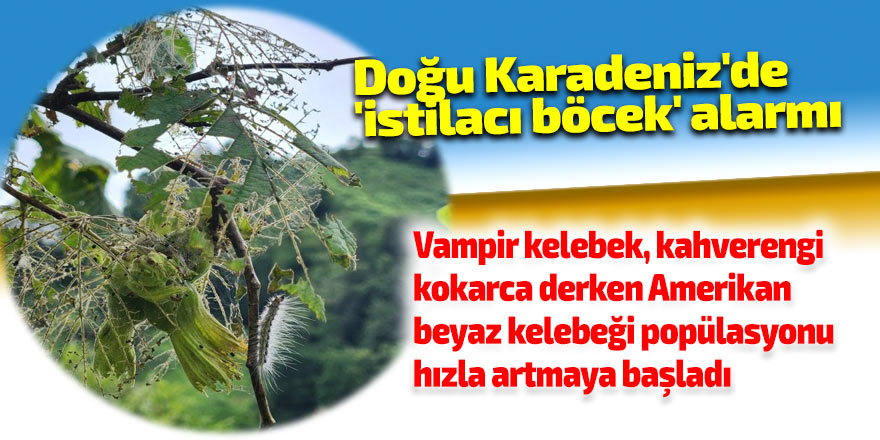 Doğu Karadeniz'de 'istilacı böcek' alarmı