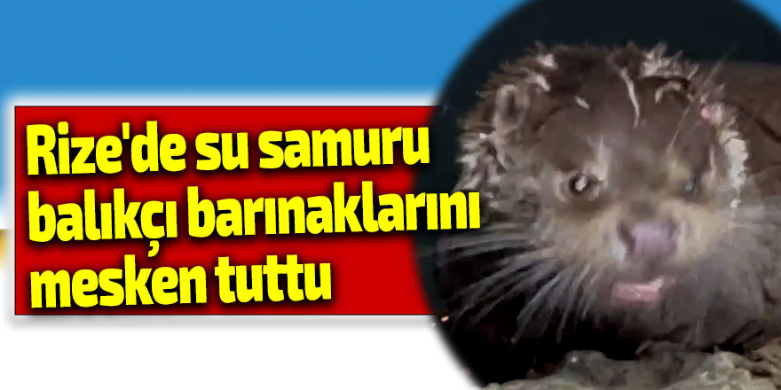 Rize'de su samuru balıkçı barınaklarını mesken tuttu
