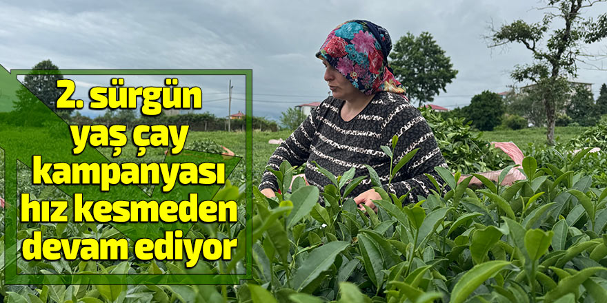 2. sürgün yaş çay kampanyası hız kesmeden devam ediyor