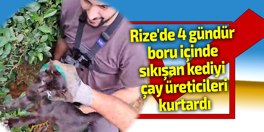 Rize'de 4 gündür boru içinde sıkışan kediyi çay üreticileri kurtardı