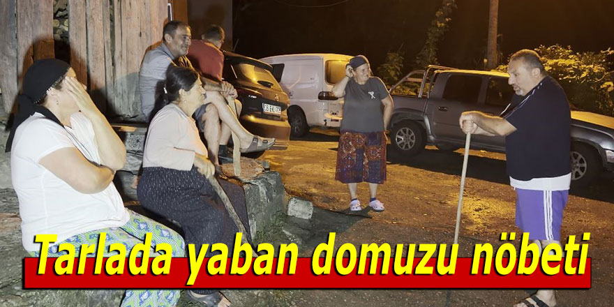 Tarlada yaban domuzu nöbeti