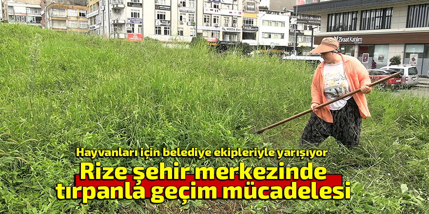 Rize şehir merkezinde tırpanla geçim mücadelesi