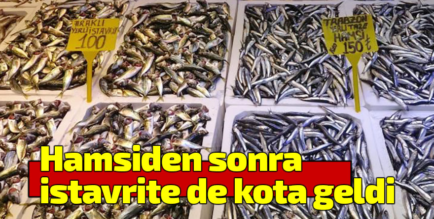 Hamsiden sonra istavrite de kota geldi