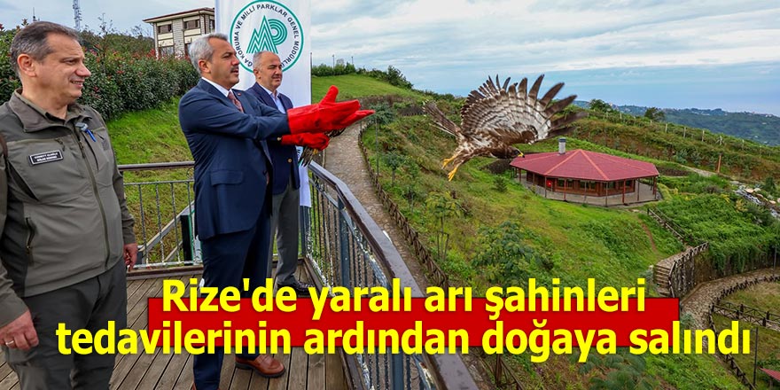 Rize'de yaralı arı şahinleri tedavilerinin ardından doğaya salındı