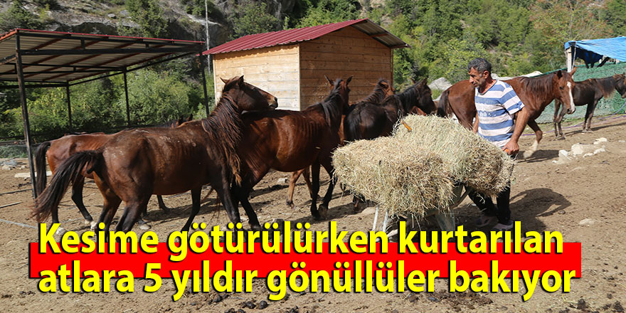 Kesime götürülürken kurtarılan atlara 5 yıldır gönüllüler bakıyor