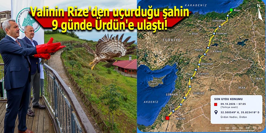 Valinin Rize'den uçurduğu şahin 9 günde Ürdün'e ulaştı!
