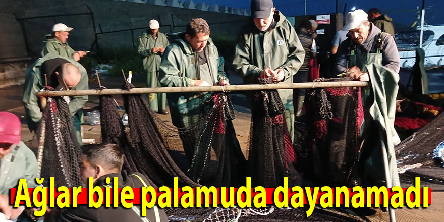 Ağlar bile palamuda dayanamadı