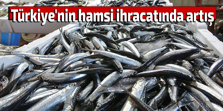 Türkiye'nin hamsi ihracatında artış