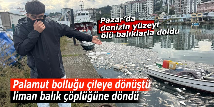 Palamut bolluğu çileye dönüştü, liman balık çöplüğüne döndü