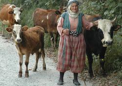 Rize'de yayla dönüşü başladı