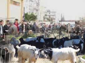 50 YTL'ye kurbanlık hayvan