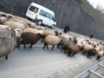 Kar yağdı, koyunlar yola döküldü