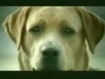 Köpeklerin reklam filmi!  VİDEO