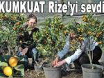 Rize için alternatif ürün: Kumkuat!