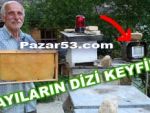 Rizeli arıcı, ayılara TV izlettiriyor!