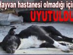 Yaralı köpeğe Jandarma ilgisi