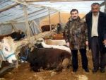 Kurban satışlarına kar engeli