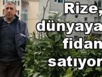 Rize her yere fidan satıyor