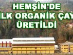 Çaykur ilk organik çayı üretti