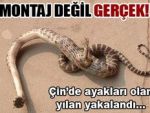 Ayakları olan yılan herkesi şaşırttı