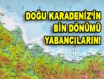 D.Karadeniz'in bin dönümü kimin?