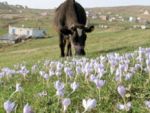 Yayla çiçekleri, mesajı verdi!