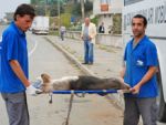 Pazar'da da köpekler kısırlaştırılıyor