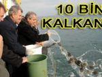 Karadeniz'e 10 bin kalkan atıldı