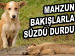 Sokak köpeği ama o da bir anne!