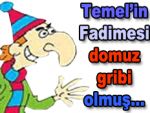 Domuz gribinin Laz fıkrası da çıktı!