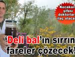 Deli Bal'ın sırrını fareler çözecek