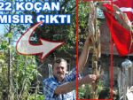 PAZAR'DA 22 KOÇANLI MISIR