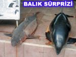 Ağa yunus ve köpek balığı takıldı