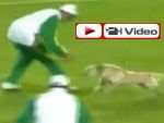 Futbol ile dalga geçen köpek