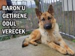 Müdür'den köpeğini alanlara kötü haber!