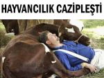 RİZE’DE HAYVANCILIK CAZİP HALE GELİYOR