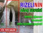 Kıyamadığı armut ağacını evinin içine aldı!