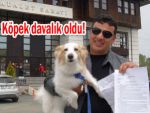 Pazar'da köpek mahkemelik oldu!