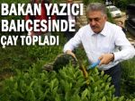 Bakan Yazıcı Rize'de çay topladı