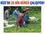 Acı itiraf: Rize'de 25 bin Gürcü işçi çalışıyor!