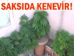 ÇİÇEK SAKSISINDA HİNT KENEVİRİ!